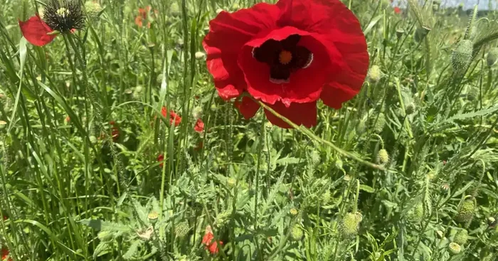 10 Pétales de coquelicots
