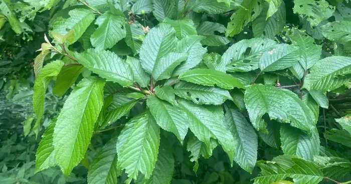 20 feuilles de cerisier