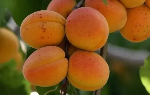 ABRICOT (taille moyen) 5KG