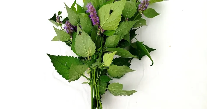 Agastache Hysope (Bouquet Frais)