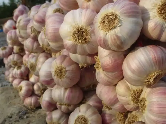 Ail Rose Lautrec – Label Rouge Vrac – 500g