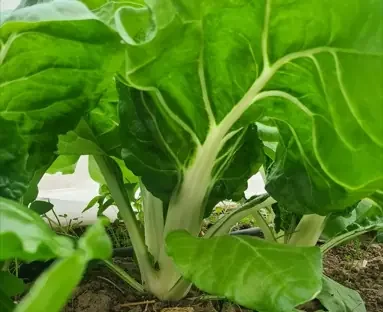 Blette bio – 500gr