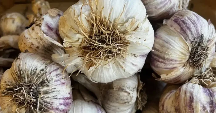 Bouquet d‘ail violet 500g