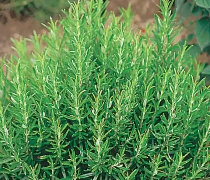 BRANCHE ROMARIN FRAIS 200GR