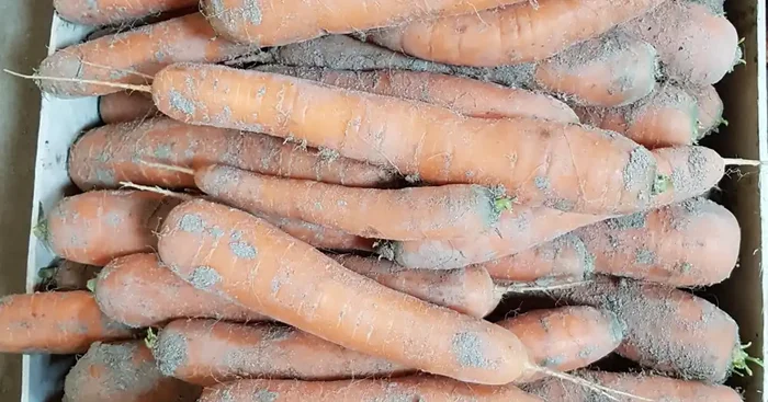 Carotte de sable – 5 kg