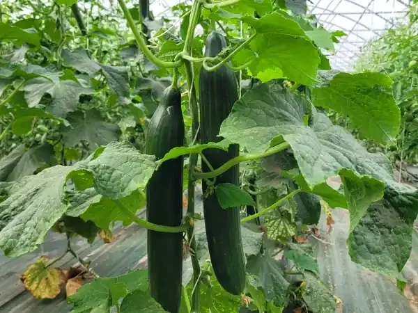 Concombre Bio – Origine France