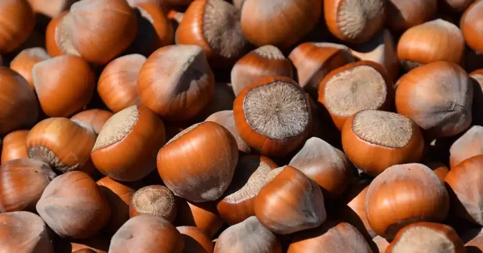 Noisette en coques 3 Kg [Récolte 2024]