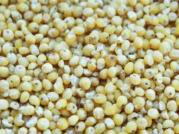 Petit épeautre décortiqué Bio [1 kg]