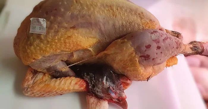 PINTADE DE LA FERME (x1) – 1,7 Kg