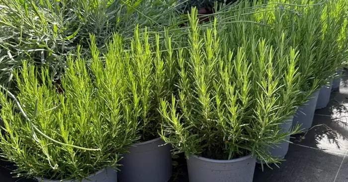 ROMARIN XXL POT DE 18