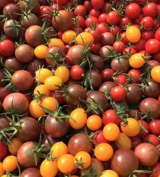 TOMATES CERISE COCKTAIL