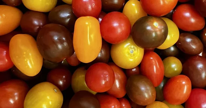 Tomates Cerises couleur 500gr