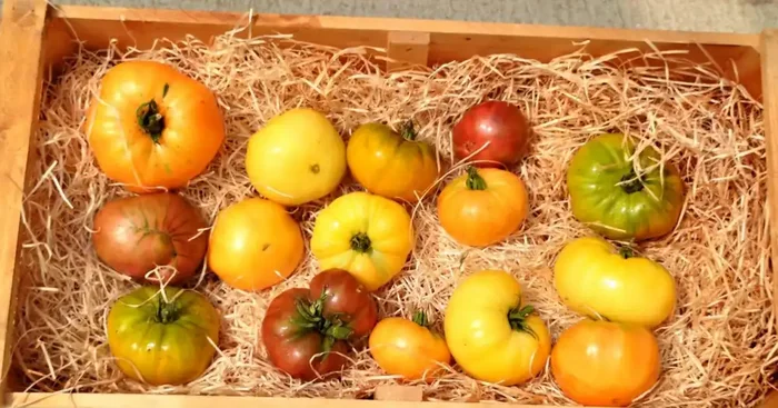 Tomates grosses et anciennes en mélange – le goût authentique