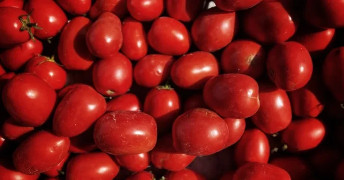 Tomates Italiennes 5kg