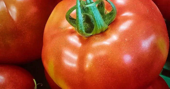 Tomates Maestria 3Kg