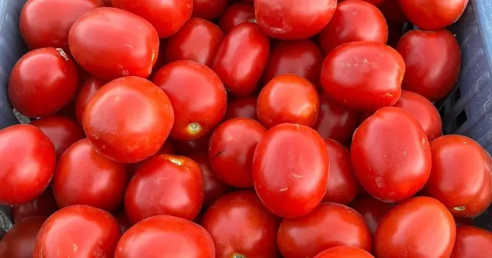 Tomates roma 3kg (idéal coulis, purée, sauce maison)