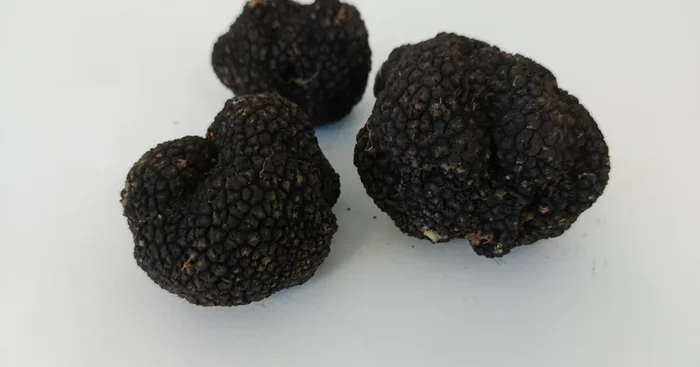 Truffe d‘été (tuber aestivum) fraîche – 100 g