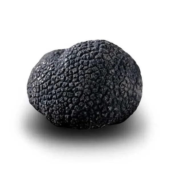 Truffe Noire du Périgord Surgelée (Tuber Melanosporum) de 92.5g +/-2.5g