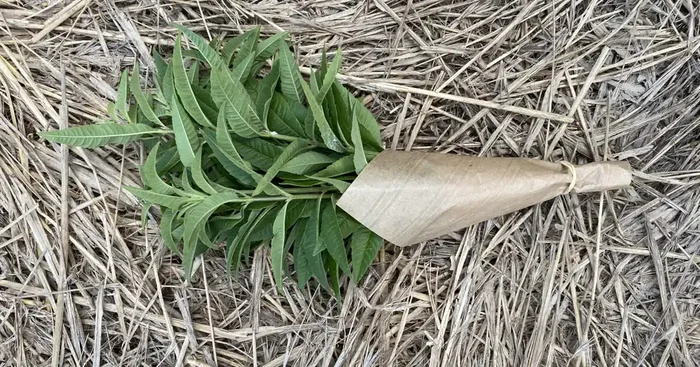 Verveine Bio – 200g