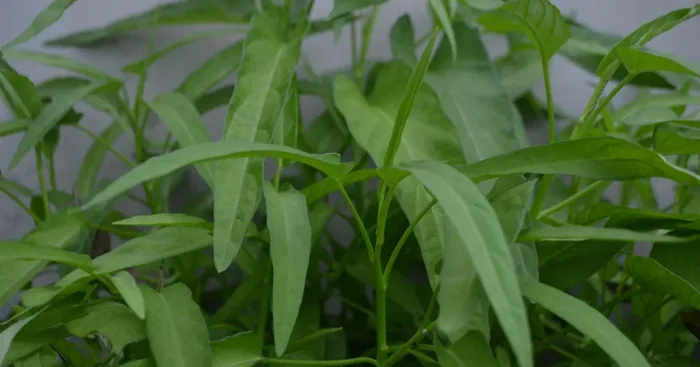 Verveine Citronnelle Fraîche Bio