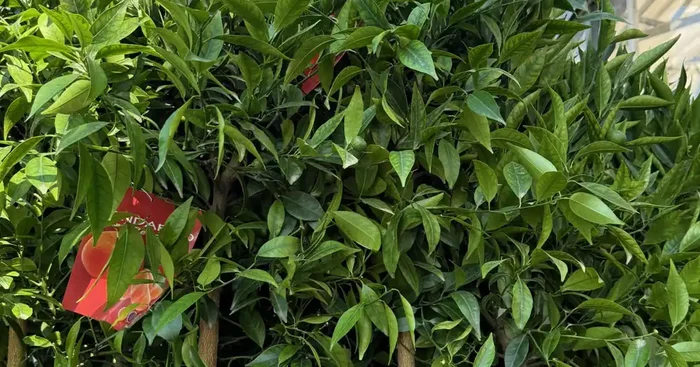 VOTRE CITRONNIER CHEZ VOUS POT DE 20CM HAUTEUR ENIRON 50/60 CM